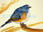 Rossignol à flancs roux, aquarelle sur papier, 28cmx38cm, Red-flanked bluetail, watercolor on paper, 11"x15", 2024