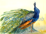 Paon bleu, aquarelle sur papier, 28cmx38cm, Indian Peafowl, watercolor on paper, 11"x15", 2023