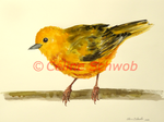 Paruline jaune, aquarelle sur papier, 28cmx38cm, American Yellow Warbler, watercolor on paper, 11"x15", 2022