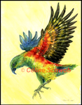 Kea, watercolor painting, Céline Schwob