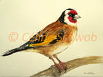 Chardonneret élégant, aquarelle sur papier, 28cmx38cm, European Goldfinch, watercolor on paper, 11"x15", 2022