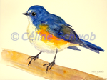 Rossignol à flancs roux, aquarelle sur papier, 28cmx38cm, Red-flanked bluetail, watercolor on paper, 11"x15", 2024