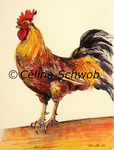 Coq, aquarelle sur papier, 28cmx38cm, Rooster, watercolor on paper, 11"x15", 2024