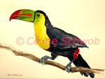 Toucan, aquarelle sur papier, 28cmx38cm, watercolor on paper, 11"x15", 2022