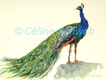 Paon bleu, aquarelle sur papier, 28cmx38cm, Indian Peafowl, watercolor on paper, 11"x15", 2023