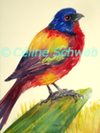Painted Bunting, aquarelle sur papier, 28cmx38cm, watercolor on paper, 11"x15", 2024