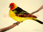 Western Tanager, watercolor painting on paper, 11"x15", 2024