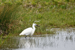 Aigrette Garzette