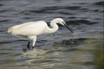 Aigrette Garzette