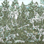「白い時間」2015年　112×162cm　アクリル、インク、キャンバス