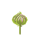 In bloom, animación proyectada.
