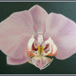 Phalaenopsis - Pastels secs