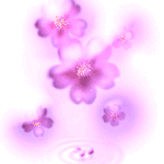 Cherry Blossoms 2
