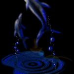 Dolphin