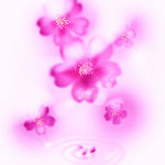 Cherry Blossoms 1