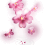 Cherry Blossoms 3
