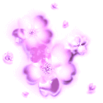綺羅桜
