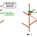 30.6.2011 - Sommerschnitt