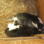 Foto: G. Elsen