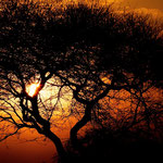 Tramonto nel Serengeti Tanzania