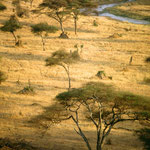 Serengeti Tanzania