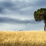 Campo di grano vicino Vinci Firenze