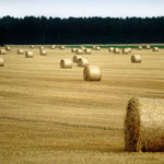 Campagna Scozzese