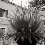 Murano