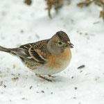 Bergfink, ein Wintergast aus dem Nord-Osten Europas