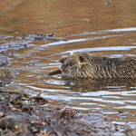 Auch Nutria-Kinder müssen baden