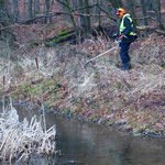 Zunehmender Uferbewuchs am Ersatzgewässer