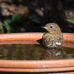 Junges Rotkehlchen beim ersten beobachteten Bad - Garten auf der Rosenhöhe © Anke Steffens