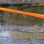 Wochenendrevier für Graugänse
