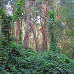 Grün unterwucherter Kiefernwald