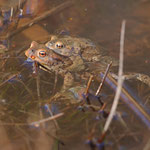 Suche nach einem Laichplatz