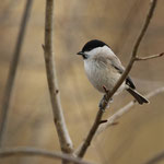 und bleibt fürs Foto sitzen