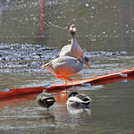Grenze zwischen Arbeitsbereich und Teich