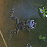 Lichtspiegelung am Kopf