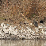 Vermutlich die Höhle der Nutria-Familie
