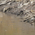 Beim Fressen am Damm