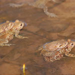 Auch im Teich als Paare