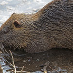 Erwachsene Nutria aus der Nähe