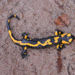 Feuersalamander am Ufer