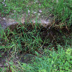 Graben entlang des Waldwegs, ein Unkenbiotop