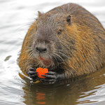 Bisher entwischt: Nutria beim Futtern