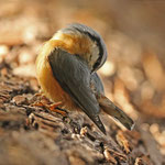 Überm Fotografen gelandet