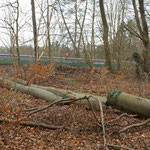 Barriere für die Amphibien hinter dem Wald