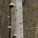 Sterbender Baum als Lebensspender