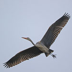 Kreisender Graureiher