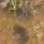 Froschlaich trotz benachbarter Kröte